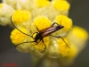 Stenurella sp.