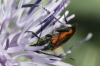 Stenurella bifasciata (Mller, 1776)