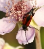 Stenurella bifasciata (Mller, 1776)