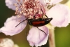 Stenurella bifasciata (Mller, 1776)