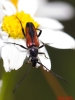 Stenurella bifasciata (Mller, 1776)