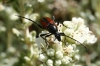 Stenurella bifasciata (Mller, 1776)