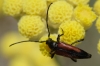 Stenurella bifasciata Stenurella bifasciata