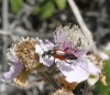 Stenurella bifasciata Stenurella bifasciata