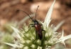 Stenurella cf. melanura (Linnaeus, 1758)