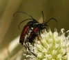 Stenurella melanura (Linnaeus, 1758)