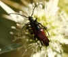 Stenurella melanura (Linnaeus, 1758)
