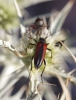 Stenurella melanura Stenurella melanura
