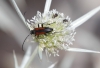 Stenurella melanura Stenurella melanura