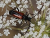 Stenurella melanura Stenurella melanura