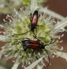 Stenurella melanura Stenurella melanura