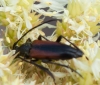 Stenurella melanura Stenurella melanura