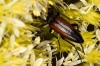 Stenurella melanura Stenurella melanura