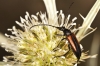 Stenurella melanura Stenurella melanura