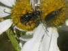 Stenurella nigra (Linnaeus, 1758)