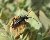 Stenurella nigra