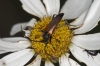Stenurella sp.