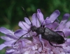 Stictoleptura (Cribroleptura) stragulata