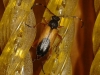 Stictoleptura (Cribroleptura) stragulata