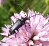 Stictoleptura (Cribroleptura) stragulata