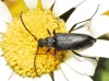 Stictoleptura (Cribroleptura) stragulata