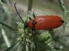 Stictoleptura fontenayi