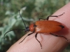 Stictoleptura fontenayi Stictoleptura fontenayi