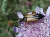 Stictoleptura stragulata (Germar, 1824)