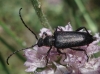 Stictoleptura stragulata (Germar, 1824)