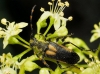 Stictoleptura stragulata (Germar, 1824)