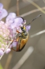 Stictoleptura stragulata (Germar, 1824)