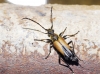 Stictoleptura stragulata (Germar, 1824)