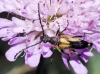 Stictoleptura stragulata (Germar, 1824)