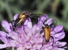 Stictoleptura stragulata y Anastrangalia Stictoleptura stragulata y Anastrangalia