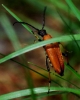 Stictoleptura rubra
