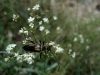 Stictoleptura stragulata (Germar, 1824)