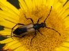 Stictoleptura stragulata (Germar, 1824)