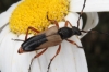 Stictoleptura stragulata (Germar, 1824)