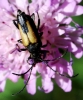 Stictoleptura stragulata (Germar, 1824)