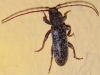 Trichoferus fasciculatus (Faldermann, 1837)
