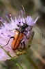 Vadonia unipunctata (Fabricius, 1787)