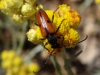 Vadonia unipunctata (Fabricius, 1787)