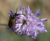 Vadonia unipunctata (Fabricius, 1787)