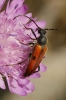 Vadonia unipunctata (Fabricius, 1787)