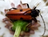 Vadonia unipunctata (Fabricius, 1787)