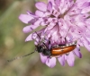 Vadonia unipunctata Vadonia unipunctata