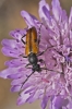 Vadonia unipunctata Vadonia unipunctata