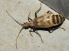 Vesperus xatarti Dufour, 1839