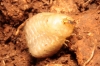 Vesperus sp. larva Vesperus sp. larva