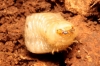Vesperus sp.  larva